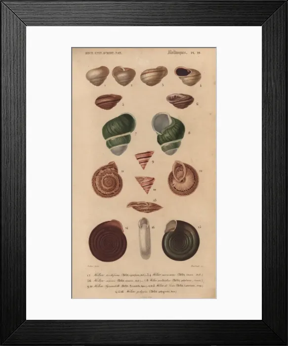 Framed Print : Variety of colorful tropical helix shells Framed Print : Variety of colorful tropical helix shells
