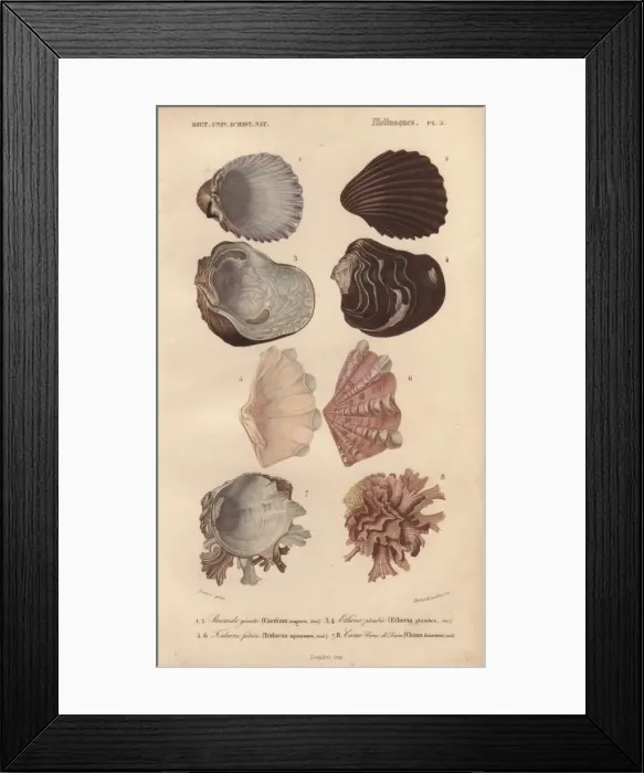 Framed Print : Variety of colorful shells including Cardium Framed Print : Variety of colorful shells including Cardium
