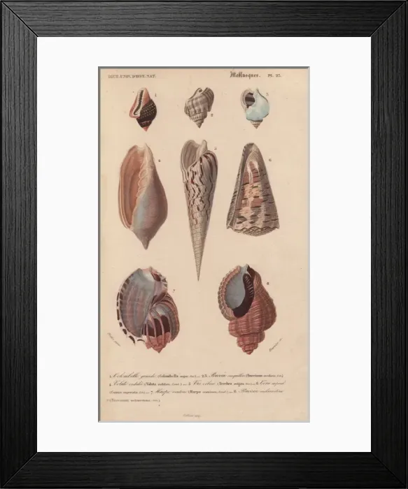 Framed Print : Tropical shells including Colombella, Buccinum Framed Print : Tropical shells including Colombella, Buccinum