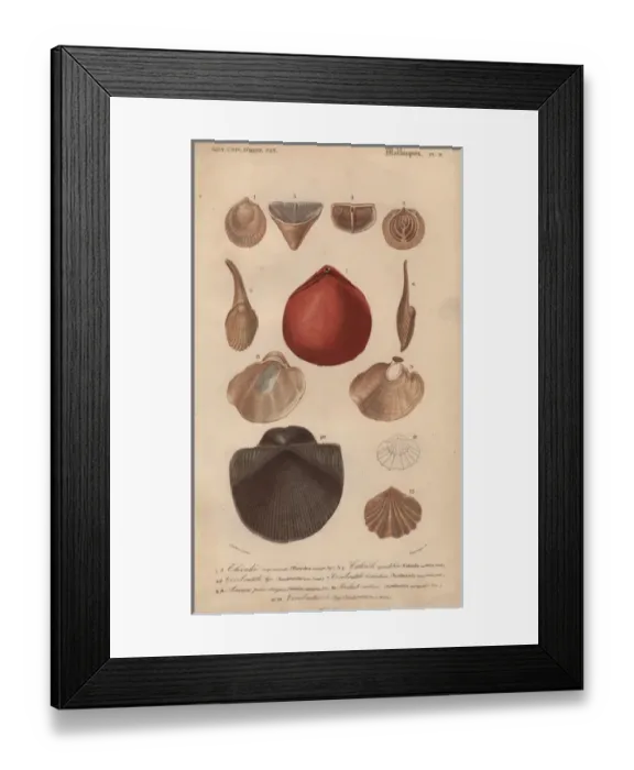 Framed Print : Variety of molluscs including terebratula Framed Print : Variety of molluscs including terebratula