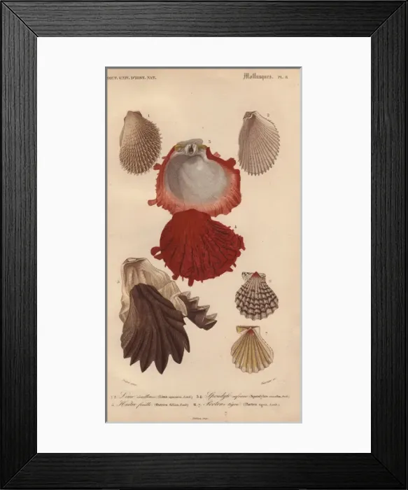 Framed Print : Variety of seashells including oysters, file Framed Print : Variety of seashells including oysters, file
