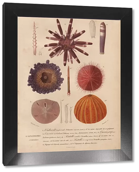 Different types of colorful sea urchins and their spines