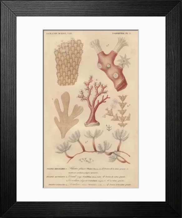 Framed Print : Different types of corals and seaweeds Framed Print : Different types of corals and seaweeds
