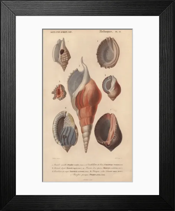 Framed Print : Decorative arrangement of seven shells including Framed Print : Decorative arrangement of seven shells including