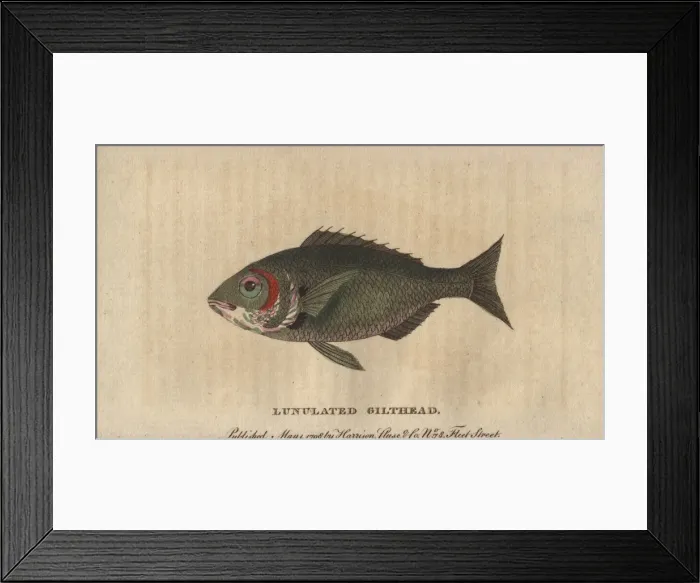 Framed Print : Lunulated gilthead or gilt-head sea bream, Sparus aurata Framed Print : Lunulated gilthead or gilt-head sea bream, Sparus aurata