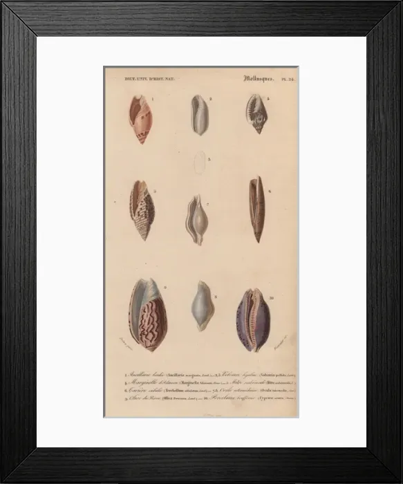 Framed Print : Decorative arrangement of colorful shells including Framed Print : Decorative arrangement of colorful shells including