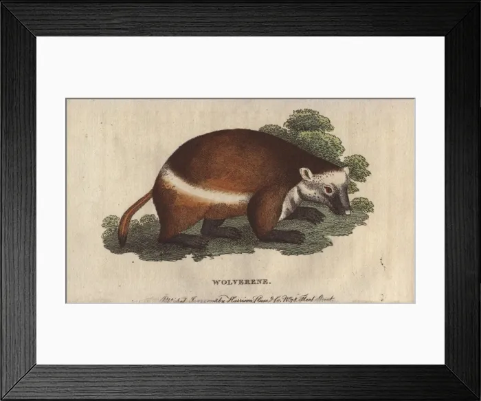 Framed Print : Wolverene or glutton, Gulo gulo Framed Print : Wolverene or glutton, Gulo gulo
