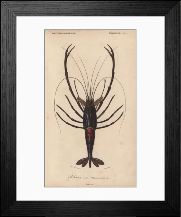 Framed Print : Large shiny blue-black and crimson crawfish Framed Print : Large shiny blue-black and crimson crawfish