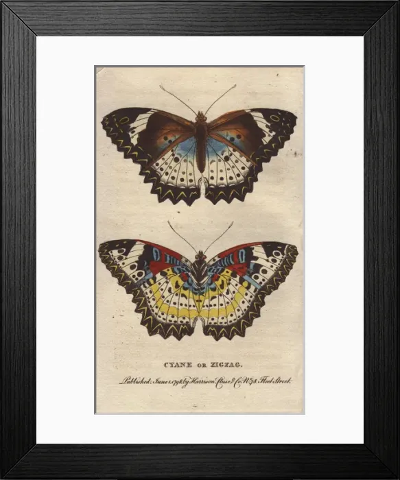 Framed Print : Cyane or Zigzag butterfly, Leopard Lacewing, Cethosia cyane Framed Print : Cyane or Zigzag butterfly, Leopard Lacewing, Cethosia cyane