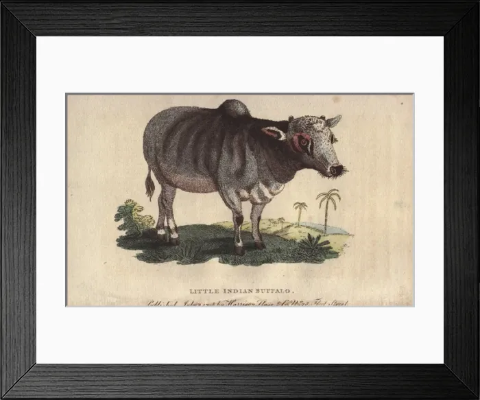 Framed Print : Little Indian buffalo, Bos indicus Framed Print : Little Indian buffalo, Bos indicus