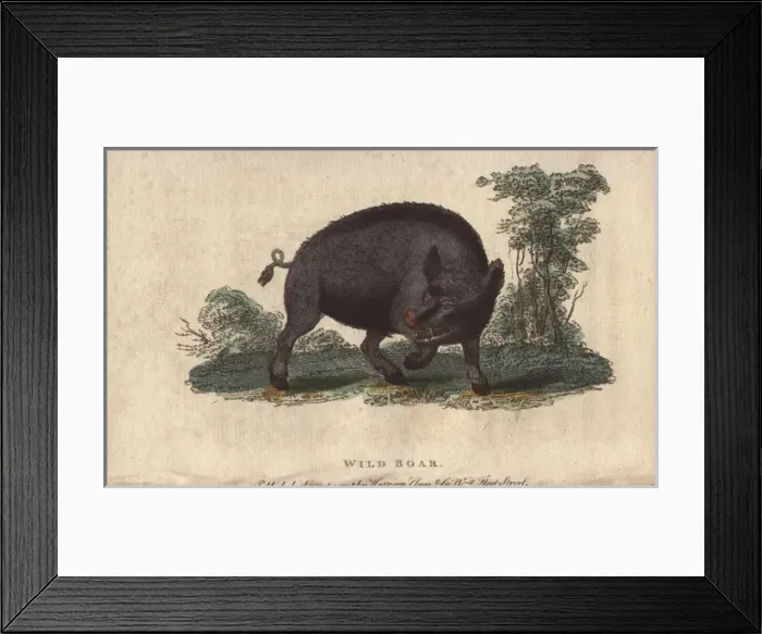 Framed Print : Wild boar, Sus scrofa Framed Print : Wild boar, Sus scrofa