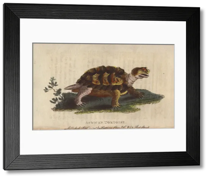 Framed Print : African tortoise, Psammobates geometricus Framed Print : African tortoise, Psammobates geometricus