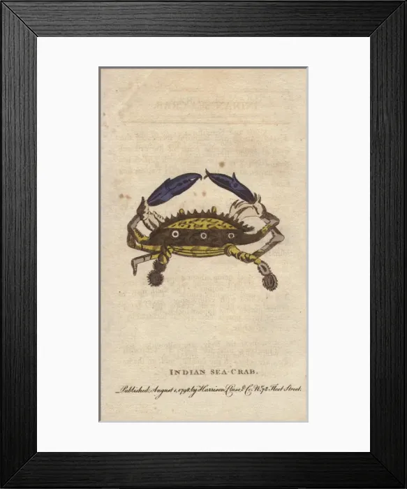Framed Print : Indian sea crab with yellow shell, marked with Framed Print : Indian sea crab with yellow shell, marked with
