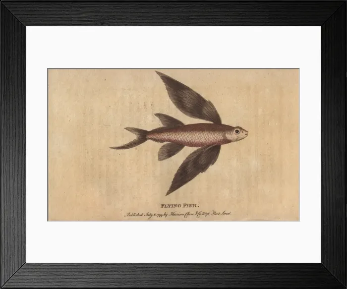 Framed Print : Flying fish, Exocoetus volitans Framed Print : Flying fish, Exocoetus volitans