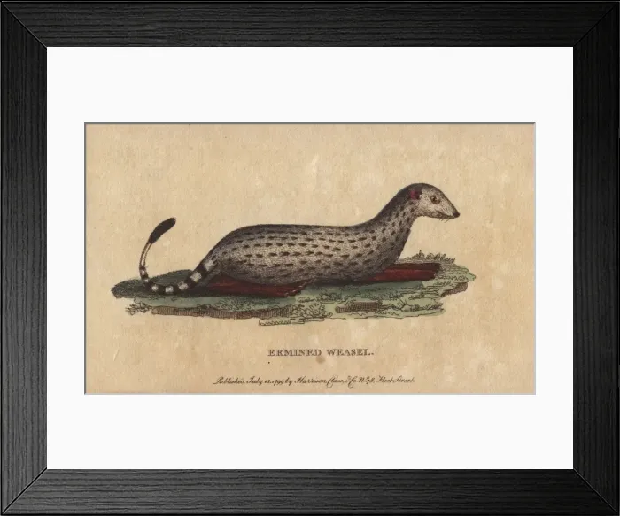 Framed Print : Ermined weasel, Mustela erminea Framed Print : Ermined weasel, Mustela erminea