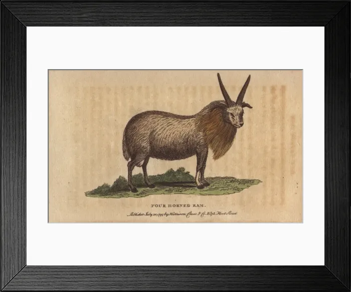 Framed Print : Four horned sheep, Ovis aries polycerata Framed Print : Four horned sheep, Ovis aries polycerata