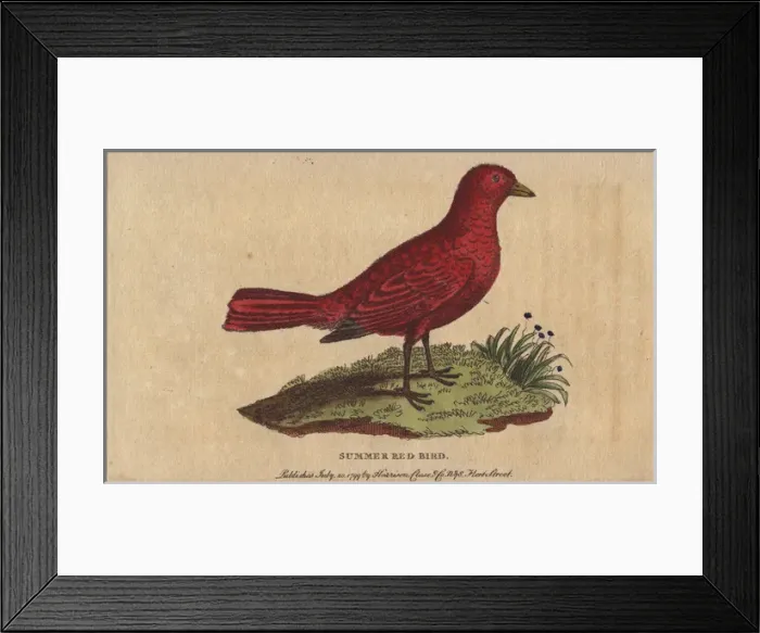 Framed Print : Summer red-bird, Tanagra aestiva Framed Print : Summer red-bird, Tanagra aestiva