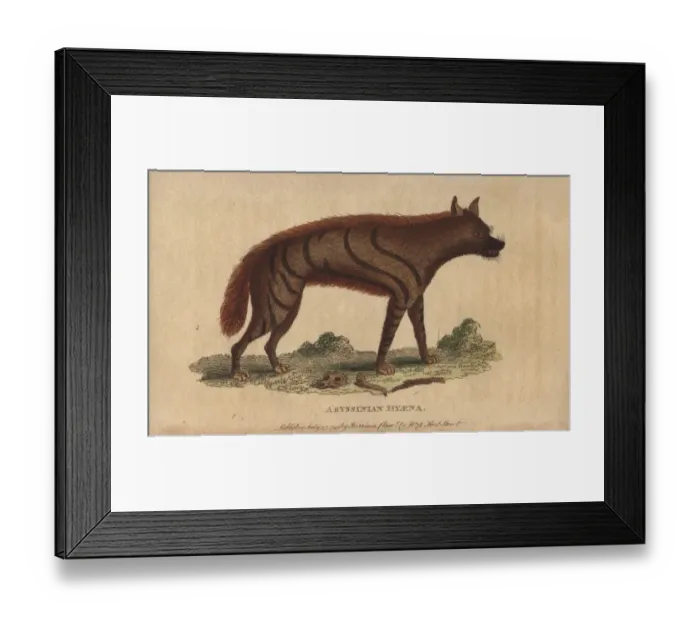 Framed Print : Abyssinian hyena, Hyaena aethiopicus Framed Print : Abyssinian hyena, Hyaena aethiopicus