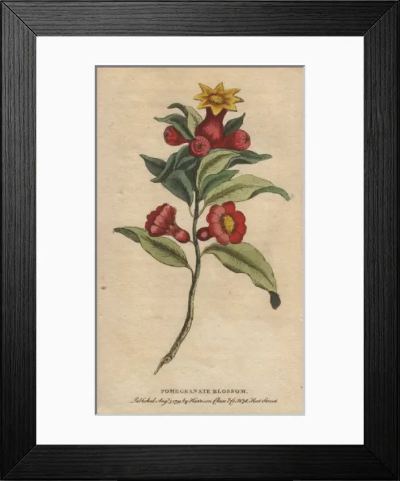 Framed Print : Pomegranate blossom, Punica granatum Framed Print : Pomegranate blossom, Punica granatum