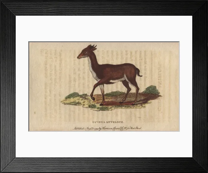 Framed Print : Guinea antelope, grimm or common duiker, Sylvicapra grimmia Framed Print : Guinea antelope, grimm or common duiker, Sylvicapra grimmia