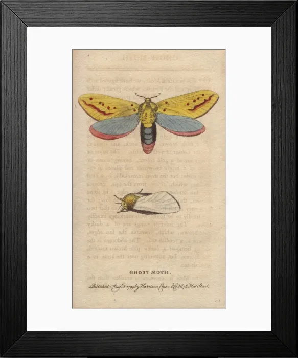 Framed Print : Ghost moth, Hepialus humuli Framed Print : Ghost moth, Hepialus humuli