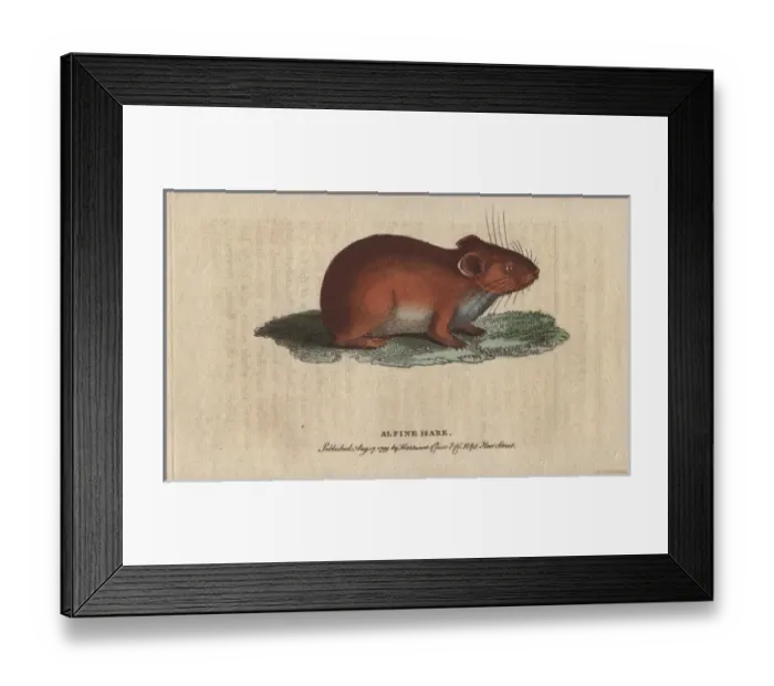 Framed Print : Alpine or mountain hare, Lepus alpinus Framed Print : Alpine or mountain hare, Lepus alpinus