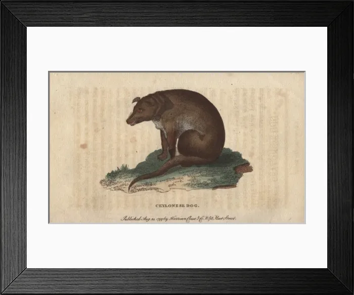 Framed Print : Ceylonese dog, Canis ceylonicus Framed Print : Ceylonese dog, Canis ceylonicus