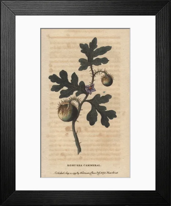 Framed Print : Potato apple fruit or Bomurra cammerral, Solanum sp? Framed Print : Potato apple fruit or Bomurra cammerral, Solanum sp?