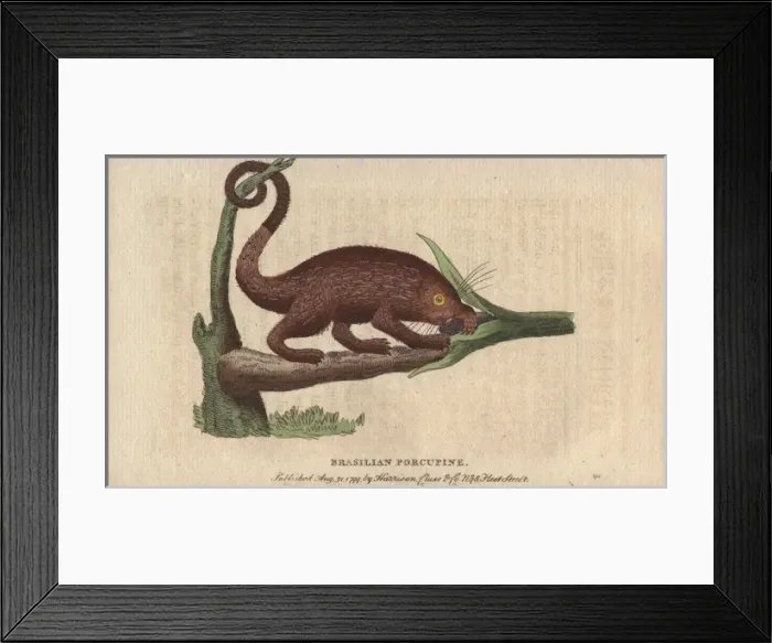 Framed Print : Brasilian porcupine, Coendou prehensilis Framed Print : Brasilian porcupine, Coendou prehensilis