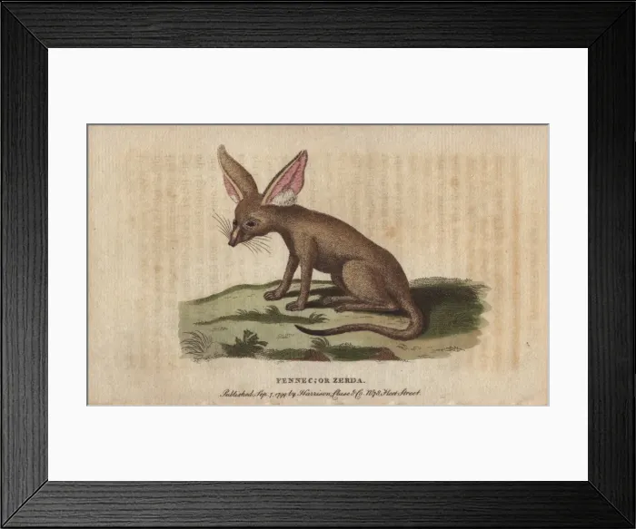 Framed Print : Fennec fox or zerda, Vulpes zerda Framed Print : Fennec fox or zerda, Vulpes zerda