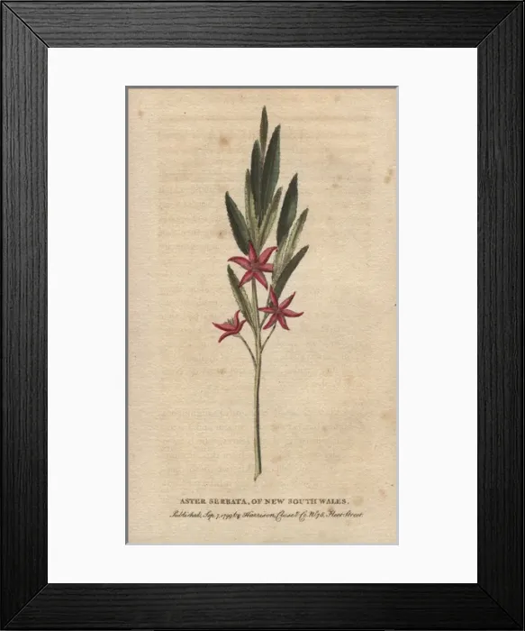 Framed Print : Aster serrata of New South Wales Framed Print : Aster serrata of New South Wales