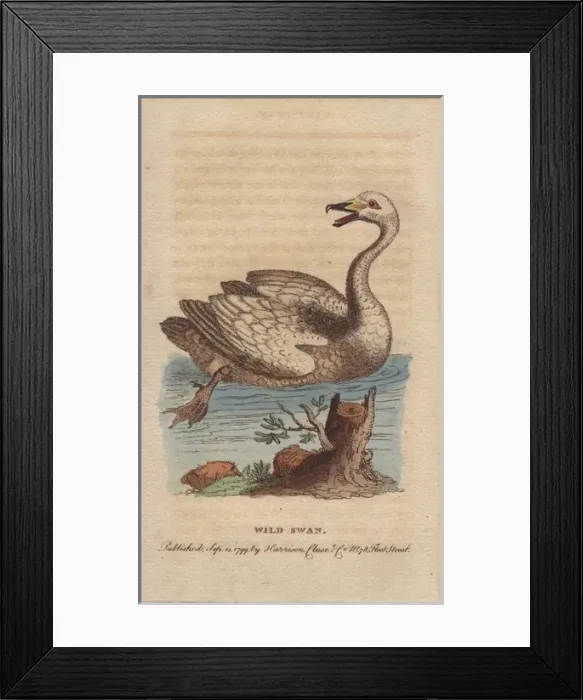 Framed Print : Wild swan, hooper or whooper swan, Cygnus cygnus Framed Print : Wild swan, hooper or whooper swan, Cygnus cygnus