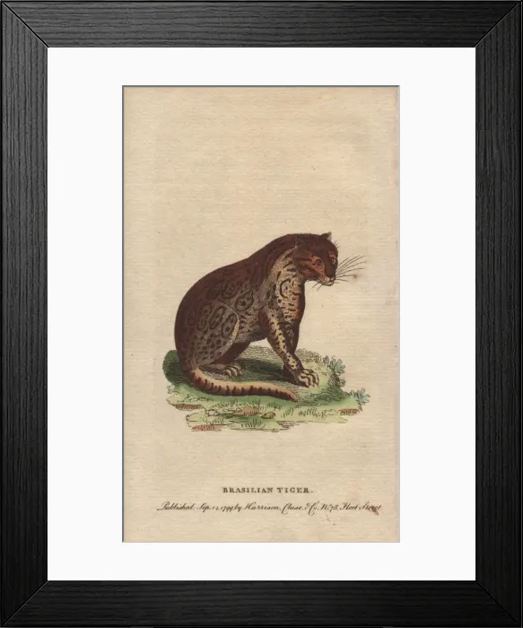 Framed Print : Brasilian tiger, Panthera onca Framed Print : Brasilian tiger, Panthera onca