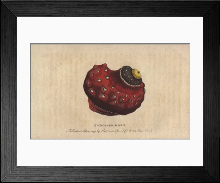 Framed Print : Embossed horn shell, Globosa or Tun Framed Print : Embossed horn shell, Globosa or Tun
