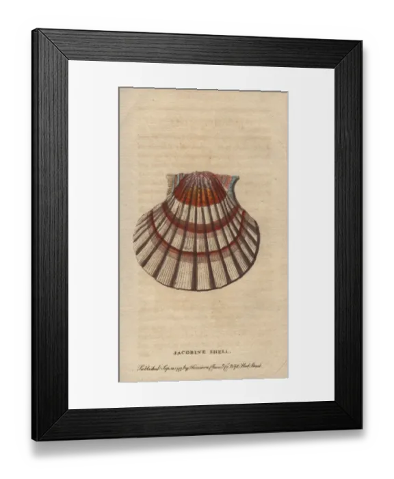 Framed Print : Jacobine shell or scallop, Pectens or Escallops Framed Print : Jacobine shell or scallop, Pectens or Escallops