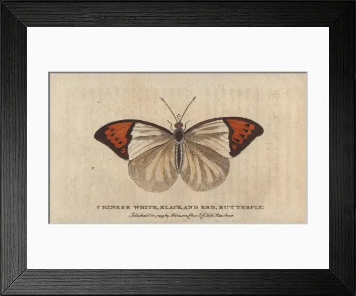 Framed Print : Chinese white, black and red butterfly Framed Print : Chinese white, black and red butterfly