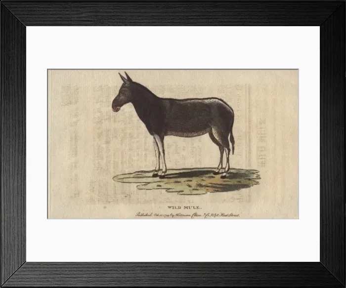 Framed Print : Wild mule, Equus mulus Framed Print : Wild mule, Equus mulus