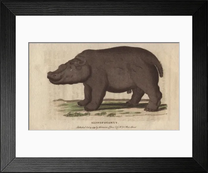 Framed Print : Hippopotamus, Hippopotamus amphibius Framed Print : Hippopotamus, Hippopotamus amphibius
