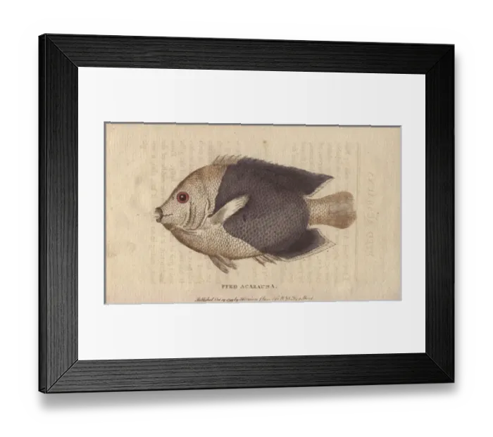 Framed Print : Pyed acarauna, a small American fish called Framed Print : Pyed acarauna, a small American fish called