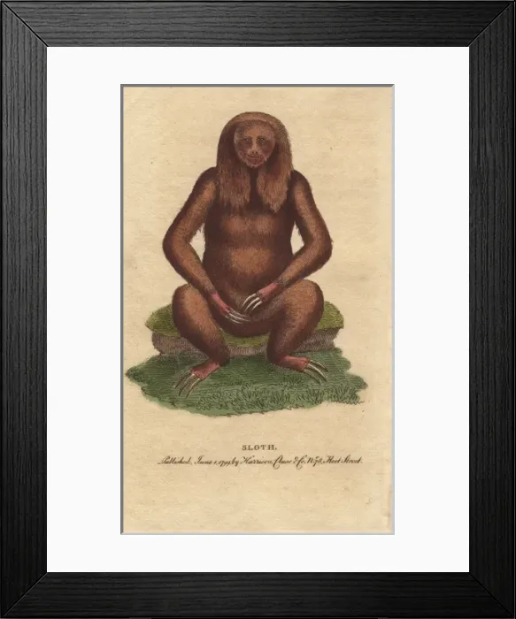 Framed Print : Three toed sloth, Bradypus tridactylus Framed Print : Three toed sloth, Bradypus tridactylus