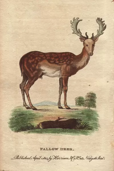 Fallow deer with mottled back and large antlers, Dama dama