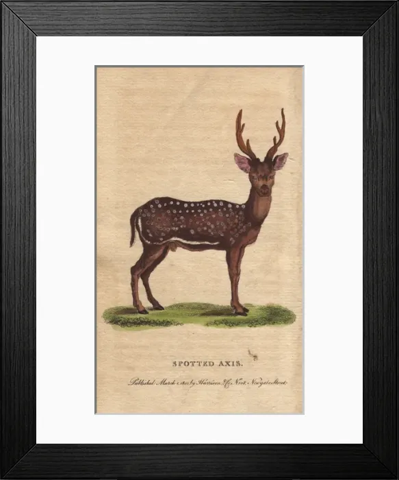 Framed Print : Spotted axis, chital, cheetal, spotted deer Framed Print : Spotted axis, chital, cheetal, spotted deer