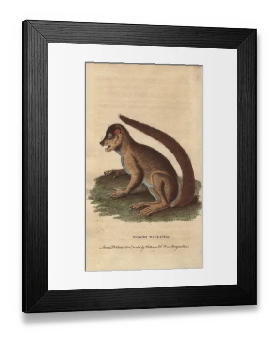 Framed Print : Flocky maucauco or macauco, woolly lemur or Framed Print : Flocky maucauco or macauco, woolly lemur or