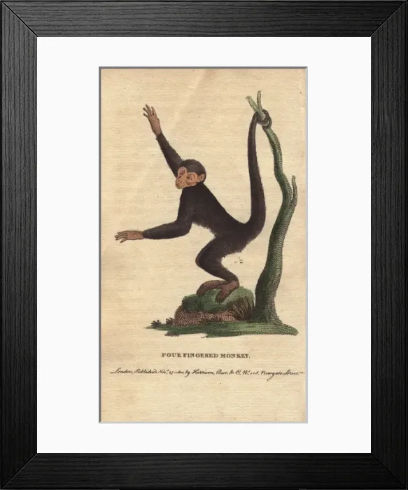 Framed Print : Four-fingered monkey or coaita, Ateles paniscus Framed Print : Four-fingered monkey or coaita, Ateles paniscus