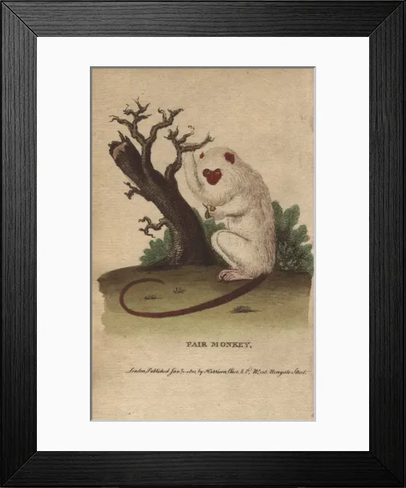 Framed Print : Fair monkey or silvery marmoset with bright Framed Print : Fair monkey or silvery marmoset with bright