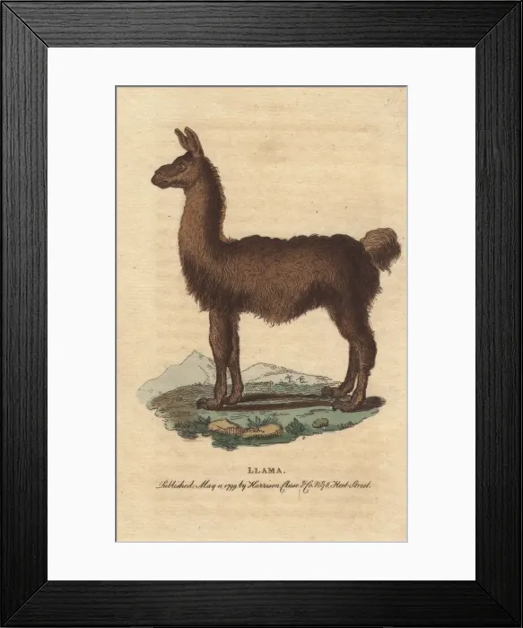 Framed Print : The llama, South American camelid, Lama glama Framed Print : The llama, South American camelid, Lama glama