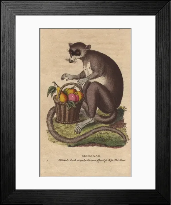 Framed Print : Mongooz or mongoose with a basket of ripe fruit Framed Print : Mongooz or mongoose with a basket of ripe fruit