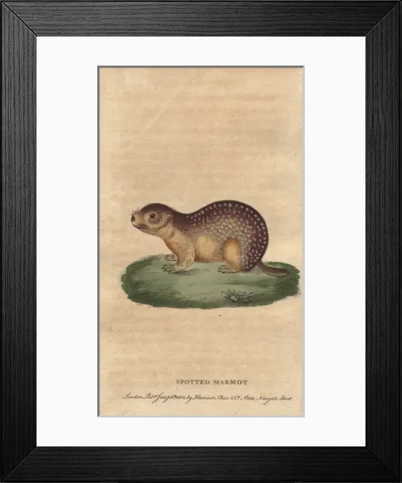 Framed Print : Spotted marmot or spotted suslik, Spermophilus suslicus Framed Print : Spotted marmot or spotted suslik, Spermophilus suslicus