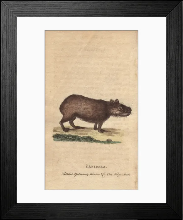 Framed Print : Capibara or capybara, Hydrochoerus hydrochaeris Framed Print : Capibara or capybara, Hydrochoerus hydrochaeris