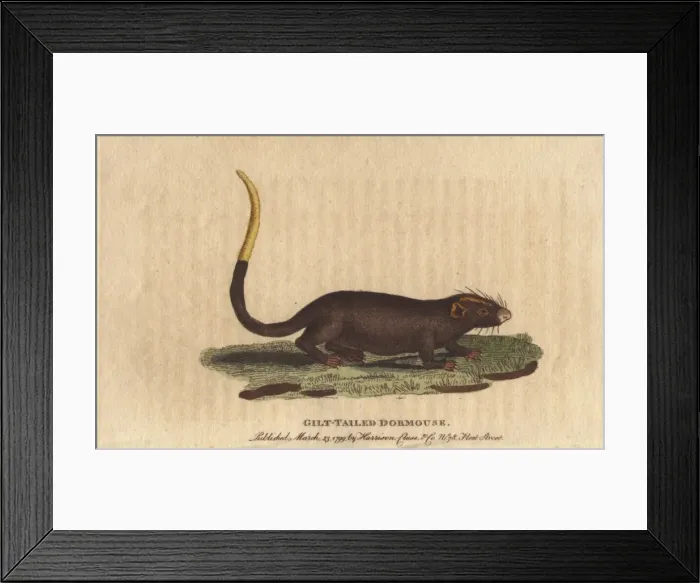 Framed Print : Gilt tailed dormouse, Myoxus chrysurus Framed Print : Gilt tailed dormouse, Myoxus chrysurus